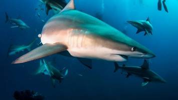 Hai-Attacke auf Surfer: „Um mich herum war eine Blutlache“
