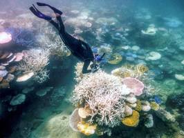 Klimakrise: Statt bunter Korallen nur noch Skelette