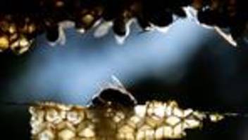 umwelt: faulbrut bei bienen: münchen richtet sperrzone ein