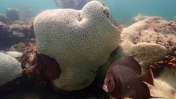 Alarmierende Korallenbleiche in den Weltmeeren