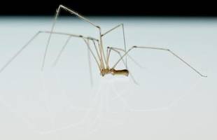 Was hilft gegen Spinnen? Die besten Tricks für den Haushalt