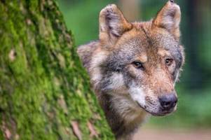 neues wolfsmanagement: herdenschutz und abschuss