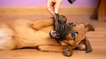 zahnfrakturen vorbeugen - das müssen sie beachten, damit die zähne ihres hundes lange gesund bleiben