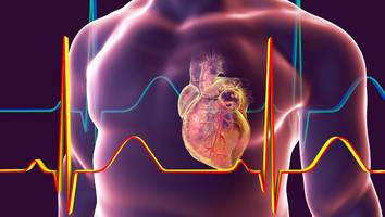 Wichtigstes Organ schützen - Herz-Chirurg verrät 5 essentielle Faktoren und seine 3 „Herzenspunkte“