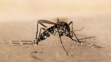 Überträgt Dengue- und Zika-Viren - Asiatische Tigermücke in 2 Berliner Bezirken nachgewiesen - wie Sie sich schützen