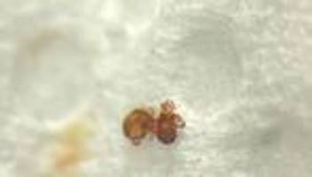 kirche: milben verursachen «blutstropfen» der madonna von ostro