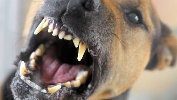 Hund beißt und verletzt Kind – der Hundehalter verschwindet