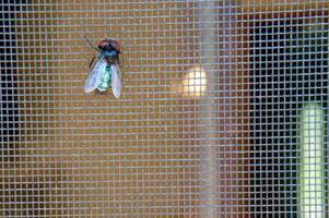 Fliegengitter gegen Insekten: Darauf sollten Sie beim Kauf achten