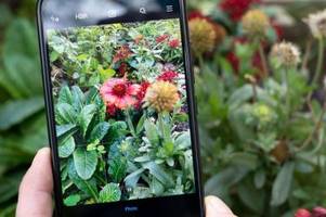 neues iphone-feature: so können sie pflanzen und tiere mit der foto-app erkennen
