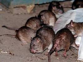 debatte um humane eindämmung: rattenplage in new york: politik will verhütungsmittel verteilen