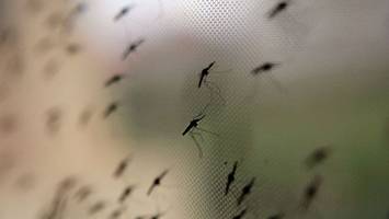 malaria-schutz schon wochen vor reise bedenken