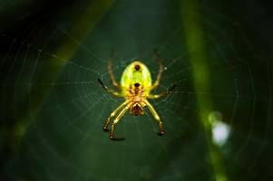Spinnen mit gelben Körpern: Diese Arten stecken dahinter