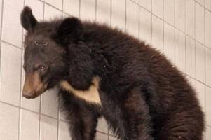 Neuer Bewohner: Kragenbär Franz ist im Augsburger Zoo angekommen