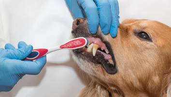 Nicht nur Zahnsteinentfernung - Wie entscheidend Zahn-Operationen beim Hund fürs gemeinsame Glück sind