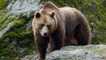In den Alpen zuhause - Experte verrät, was Sie bei einer Bärenbegegnung retten kann