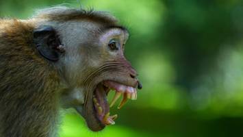 Angriff auf „Monkey Hill“ - Affe attackiert Mann in Park und infiziert ihn mit gefährlichem Virus