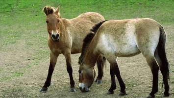 zoos aus prag und berlin wildern przewalski-pferde aus
