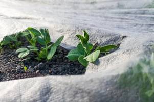 frost droht: so schützen sie die pflanzen