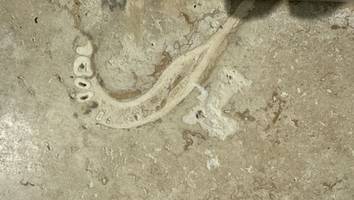prähistorisches fossil - zahnarzt findet jahrtausende alten kieferknochen in küchenfliesen