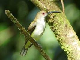 10.000 Vogelarten gesichtet: Hobby-Ornithologe stellt Weltrekord auf