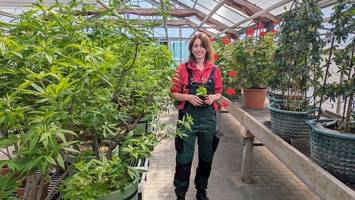 Schlossgärtnerei: Garten-Profis zeigen duftende Blütenpracht