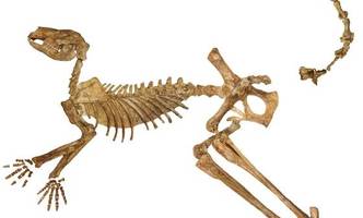 Verblüffender Fossilienfund: Eine Tierart war früher riesig