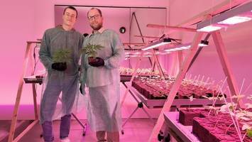 Start-up: Erster Cannabis-Laden eröffnet in Norderstedt