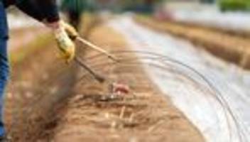 agrar: spargelernte in hessen um 12 prozent gesunken
