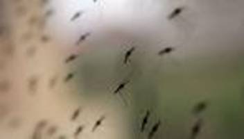 gesundheit: acht malaria-fälle in sachsen-anhalt seit juli 2023