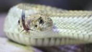 Tiere: Ärzte in Australien: «Keine Giftschlangen mitbringen»