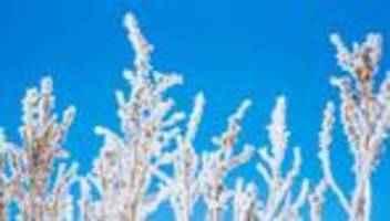 Kälte und Pflanzen: Was gegen Balkonfrost hilft