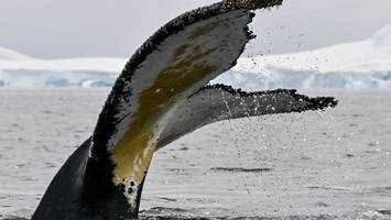 „Walisch“ entschlüsselt? Forscher führen Gespräch mit Wal