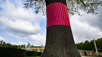 Kranke Bäume in Sanssouci: Ausstellung zu Klimawandel-Folgen