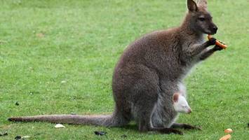 Erneut schneeweißer Känguru-Nachwuchs im Vogelpark Marlow