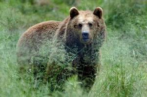 Gardasee: Wo leben Bär, Wolf und Luchs?