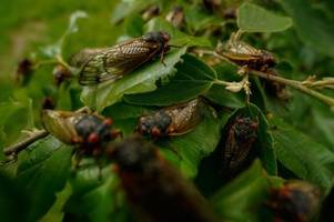 Lärmbelästigung durch Insekten? Das könnte Ende April 2024 passieren