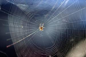 Sterben Spinnen, wenn man sie fängt und draußen aussetzt?