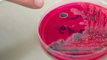 salmonellen und e. coli - studie enthüllt: bakterien ernähren sich von menschlichem blut wie vampire