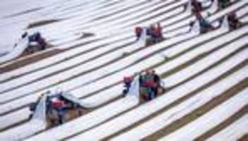 landwirtschaft: spargel-bauern: keine panik wegen sinkender temperaturen