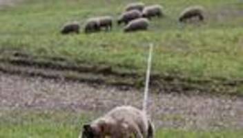 Naturschutz: Schafzüchter für Regelung für Abschuss von «Problemwölfen»