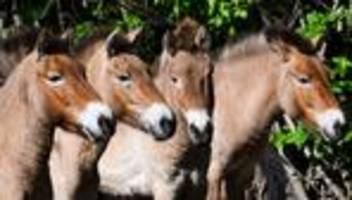 Wildpferde: Vier Przewalski-Pferde fliegen im Juni nach Kasachstan