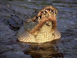 US-Amerikaner riskiert Arm: Wie ein Fossilientaucher einen Alligator-Angriff überlebt