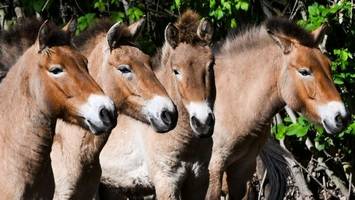Vier Przewalski-Pferde fliegen im Juni nach Kasachstan
