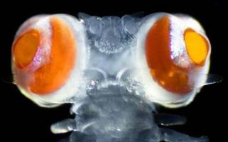 Wurm mit riesigen roten Kugelaugen im Mittelmeer gefunden