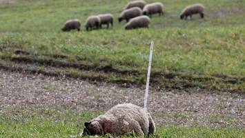 Schafzüchter für Regelung für Abschuss von „Problemwölfen“