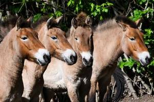 Przewalski-Pferde aus Berlin fliegen nach Kasachstan