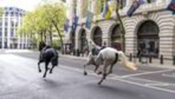 Tiere: Huf-Alarm in London: Pferde galoppieren durch City