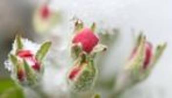 Wetter: Niedrige Temperaturen: Obstbauern müssen noch zittern