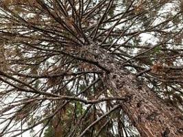 Folgen des Klimwandels: Parasitäre Pilze töten Deutschlands Bäume