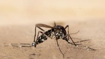 Tigermücken-Projekt: Potenzielle Brutstellen verhindert